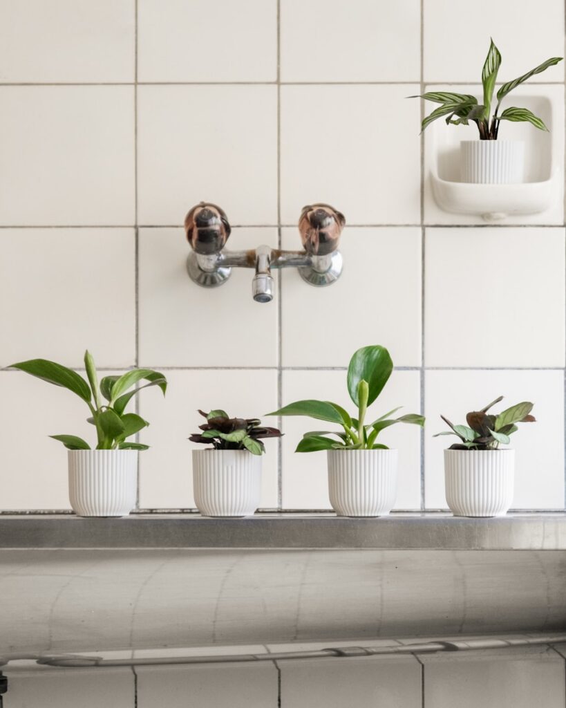 a row of potted plants sitting on top of a sink
