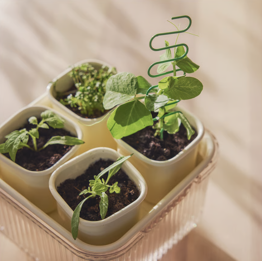 Growing set, 16x16x14.5 cm - Image 2